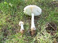 Amanita russuloides image