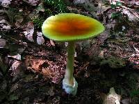 Amanita banningiana image