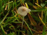 Parasola plicatilis image