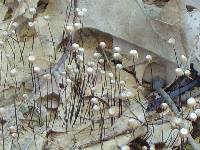 Marasmius capillaris image