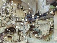 Marasmius capillaris image