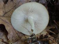Clitocybe odora image