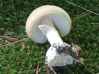 Amanita crenulata image