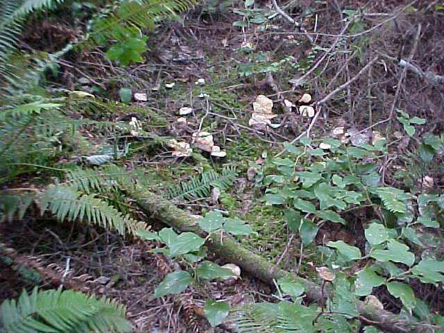 Albatrellus avellaneus image