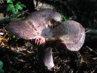 Lactarius subpurpureus image