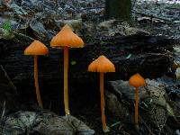 Entoloma salmoneum image