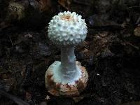 Amanita abrupta image