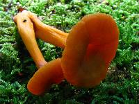 Cantharellus ignicolor image