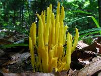 Clavulinopsis fusiformis image