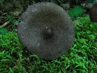 Entoloma porphyrophaeum image