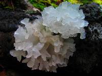 Tremella fuciformis image