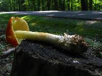 Amanita parcivolvata image