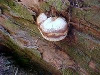 Fomitopsis officinalis image