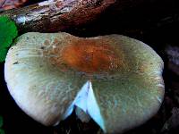 Russula crustosa image