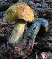 Boletus vermiculosoides image