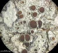 Lecanora pulicaris image