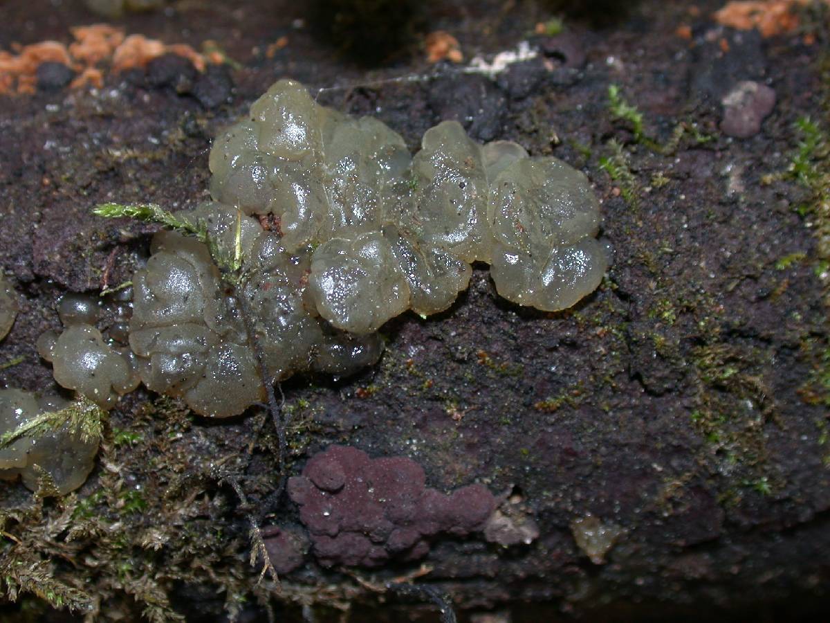 Dacrymyces enatus image