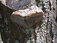 Phellinus pomaceoides image