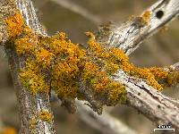 Xanthoria polycarpa image