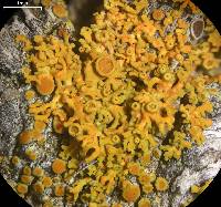 Xanthoria polycarpa image