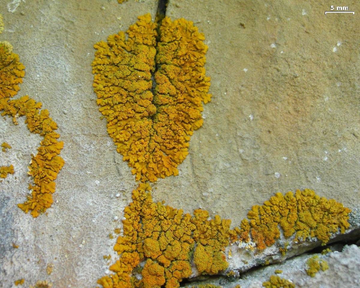 Xanthoria sorediata image