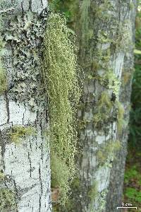 Usnea ceratina image