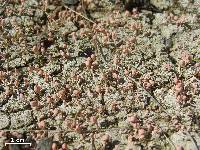 Dibaeis baeomyces image