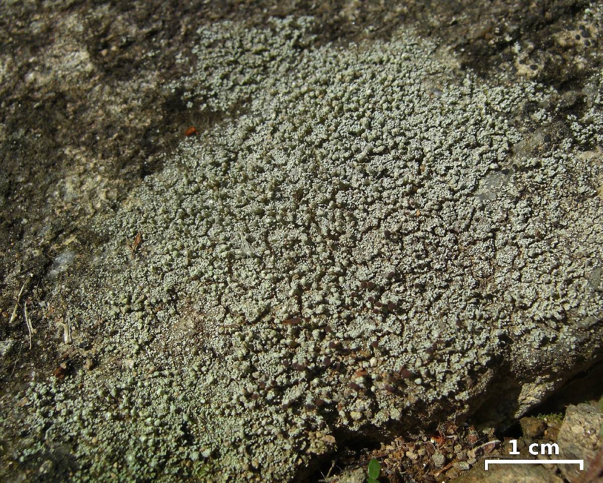 Stereocaulon pileatum image