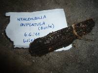 Hyalorbilia inflatula image