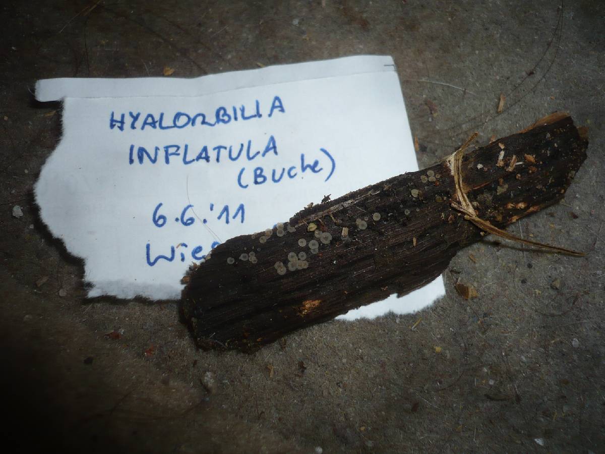 Hyalorbilia inflatula image