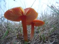 Hygrocybe conicoides image