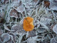 Hygrophoropsis aurantiaca image