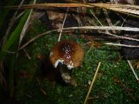 Hygrophorus olivaceoalbus image