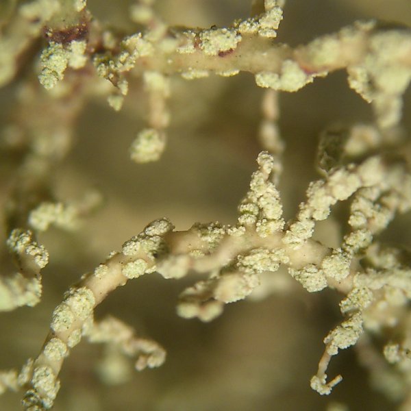 Usnea wirthii image