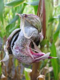 Ustilago maydis image