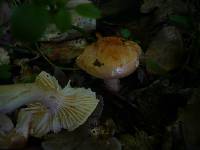 Hygrophorus lindtneri image