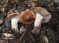 Hygrophorus nemoreus var. raphaneus image