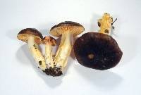 Hygrophorus arenicola image