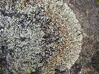 Lecanora muralis image