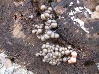 Lycogala epidendrum image