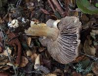 Tricholoma atroviolaceum image