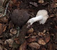 Tricholoma griseoviolaceum image