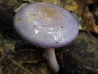 Cortinarius iodes image