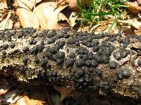 Hypoxylon fragiforme image