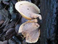 Polyporus leptocephalus image