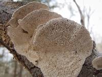Trametes pubescens image