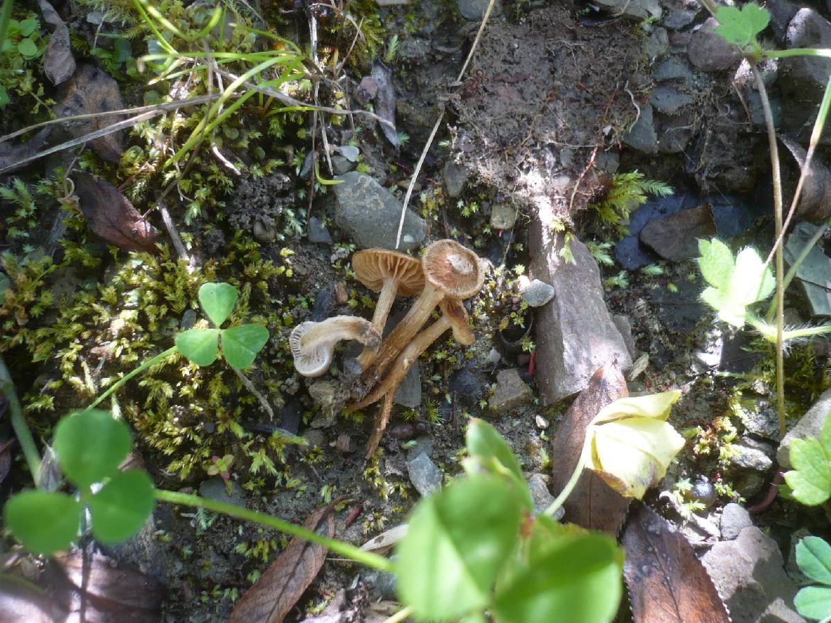 Inocybe rhacodes image