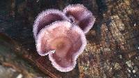 Panus neostrigosus image