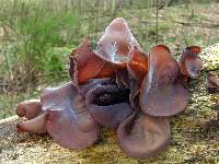 Auricularia americana image