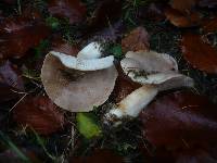 Lactarius trivialis image